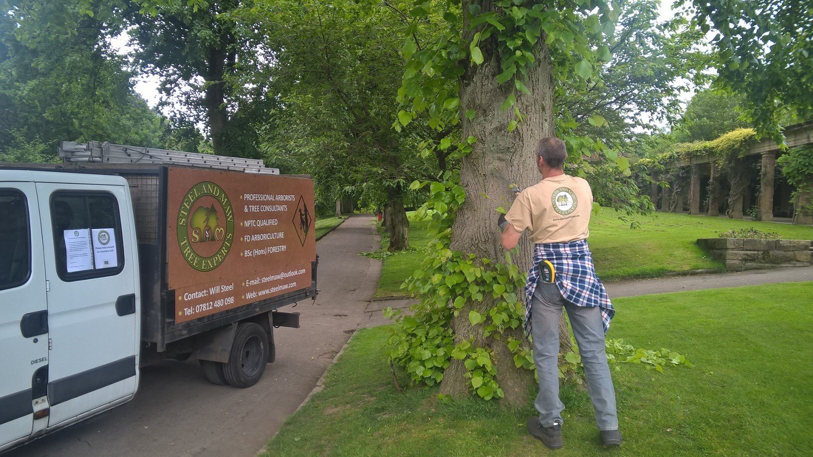 Assessing a tree in Harrogate