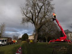 Using a crane to prune a tree in the Museum Gardens