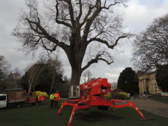 Using a crane to prune a tree in the Museum Gardens