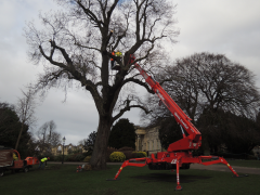 Using a crane to prune a tree in the Museum Gardens