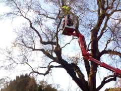 Using a crane to prune a tree in the Museum Gardens