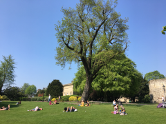 The tree in the museum gardens following the completion of the job