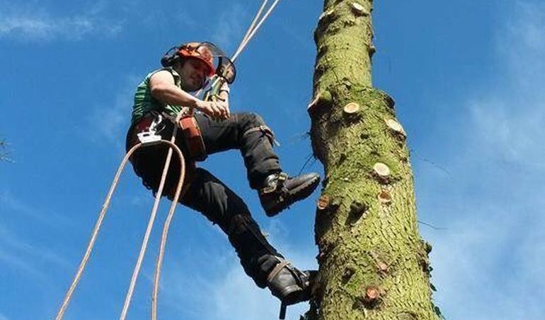 Climbing a large tree to prune back branches