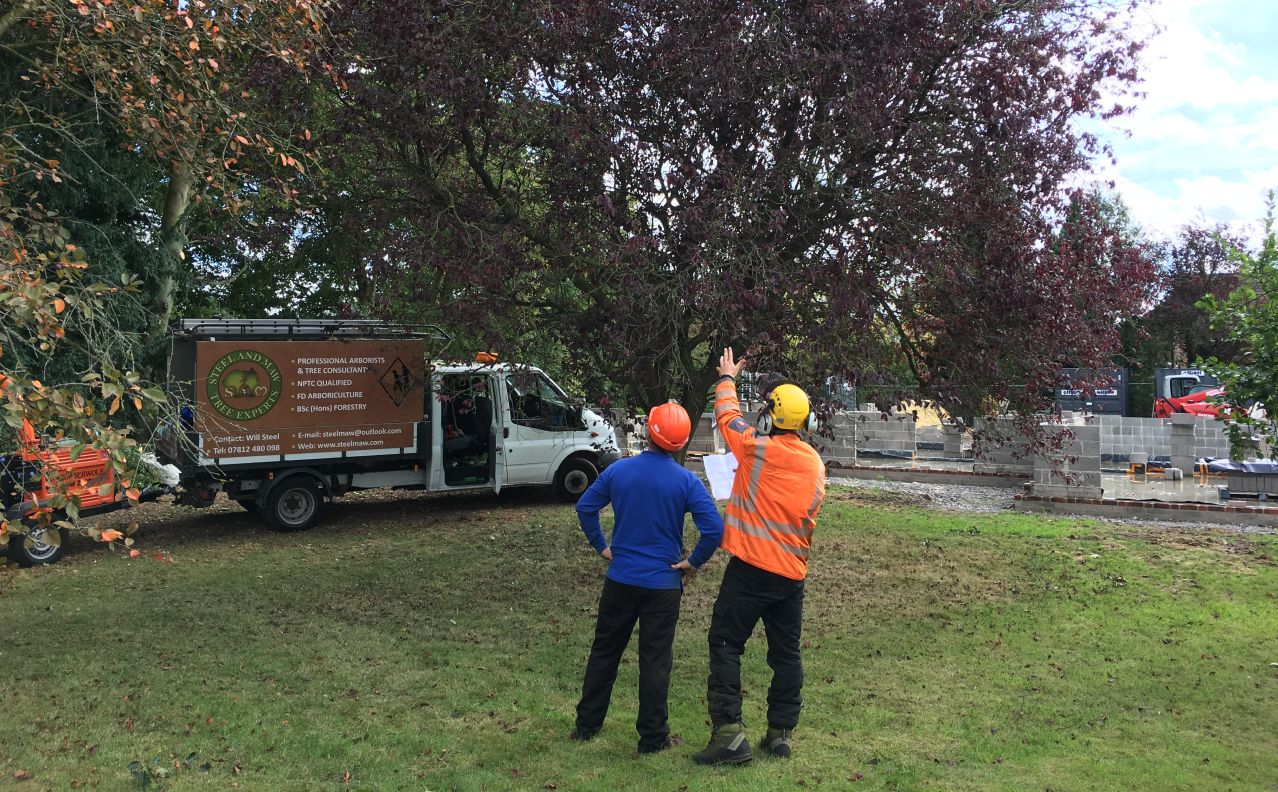 Surveying some large trees on the edge of a building site