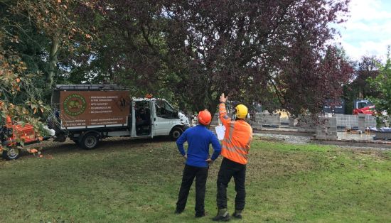 Surveying some large trees on the edge of a building site