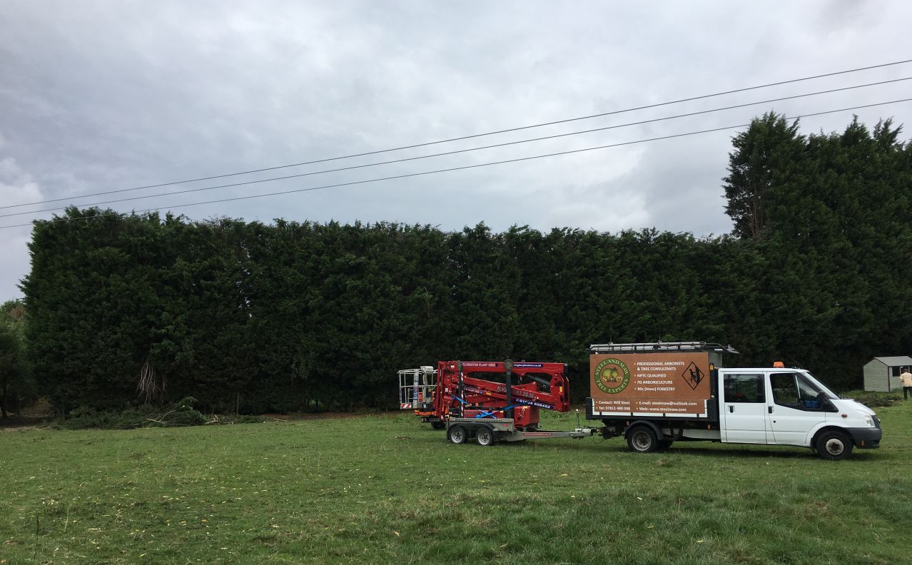 a large hedge with trimming work partially complete