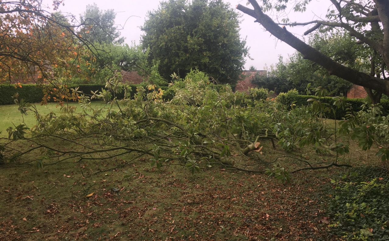 Large tree branches on the ground ready to be cleared away