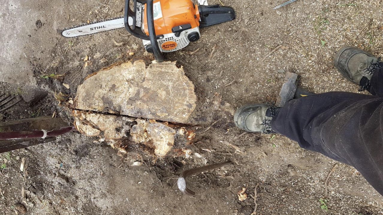 grinding out a stump using a chainsaw