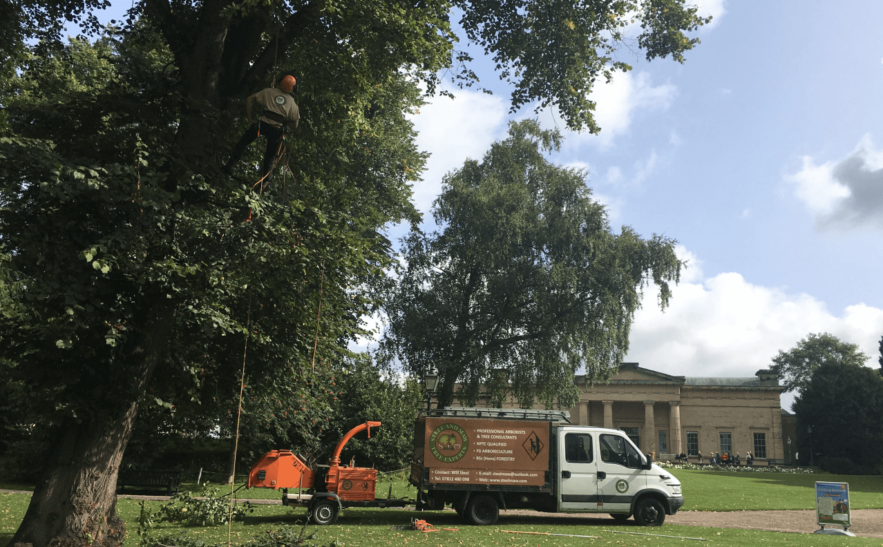 Using ropes and harnesses to prune a tree in the Museum Gardens
