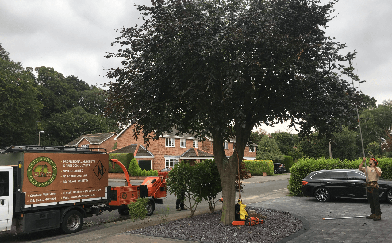 Using telescoping shears to prune upper tree branches