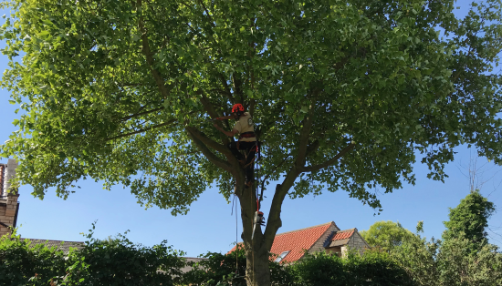 Up a tree using ropes to prune it